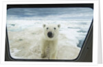 Polar Bear Looking into Boat Window, Nunavut, Canada by Corbis