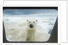 Polar Bear Looking into Boat Window, Nunavut, Canada by Corbis