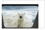 Polar Bear Looking into Boat Window, Nunavut, Canada by Corbis