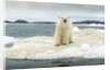 Polar Bear on Hudson Bay Pack Ice, Nunavut, Canada by Anonymous