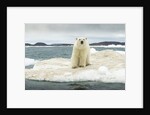 Polar Bear on Hudson Bay Pack Ice, Nunavut, Canada by Anonymous