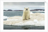 Polar Bear on Hudson Bay Pack Ice, Nunavut, Canada by Anonymous