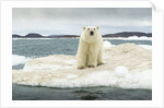 Polar Bear on Hudson Bay Pack Ice, Nunavut, Canada by Anonymous