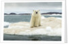 Polar Bear on Hudson Bay Pack Ice, Nunavut, Canada by Anonymous