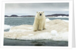 Polar Bear on Hudson Bay Pack Ice, Nunavut, Canada by Anonymous