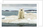 Polar Bear on Hudson Bay Pack Ice, Nunavut, Canada by Anonymous