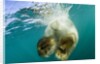 Underwater View of Swimming Polar Bear, Nunavut, Canada by Anonymous