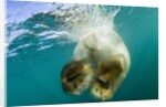 Underwater View of Swimming Polar Bear, Nunavut, Canada by Anonymous