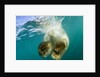 Underwater View of Swimming Polar Bear, Nunavut, Canada by Anonymous