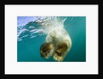 Underwater View of Swimming Polar Bear, Nunavut, Canada by Anonymous