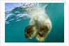 Underwater View of Swimming Polar Bear, Nunavut, Canada by Anonymous