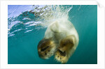 Underwater View of Swimming Polar Bear, Nunavut, Canada by Anonymous