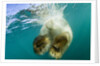 Underwater View of Swimming Polar Bear, Nunavut, Canada by Anonymous