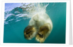 Underwater View of Swimming Polar Bear, Nunavut, Canada by Anonymous