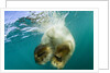 Underwater View of Swimming Polar Bear, Nunavut, Canada by Anonymous