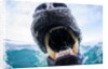 Polar Bear Biting Underwater Camera Dome, Nunavut, Canada by Anonymous