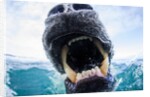 Polar Bear Biting Underwater Camera Dome, Nunavut, Canada by Anonymous