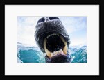 Polar Bear Biting Underwater Camera Dome, Nunavut, Canada by Anonymous