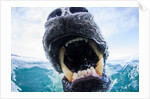 Polar Bear Biting Underwater Camera Dome, Nunavut, Canada by Anonymous