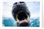 Polar Bear Biting Underwater Camera Dome, Nunavut, Canada by Anonymous