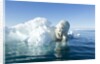 Polar Bear on Iceberg, Hudson Bay, Nunavut, Canada by Anonymous