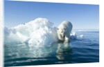Polar Bear on Iceberg, Hudson Bay, Nunavut, Canada by Anonymous