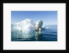 Polar Bear on Iceberg, Hudson Bay, Nunavut, Canada by Anonymous