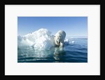 Polar Bear on Iceberg, Hudson Bay, Nunavut, Canada by Anonymous