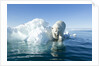 Polar Bear on Iceberg, Hudson Bay, Nunavut, Canada by Anonymous