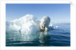 Polar Bear on Iceberg, Hudson Bay, Nunavut, Canada by Anonymous