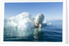 Polar Bear on Iceberg, Hudson Bay, Nunavut, Canada by Anonymous