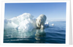 Polar Bear on Iceberg, Hudson Bay, Nunavut, Canada by Anonymous