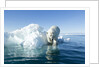 Polar Bear on Iceberg, Hudson Bay, Nunavut, Canada by Anonymous