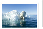 Polar Bear on Iceberg, Hudson Bay, Nunavut, Canada by Anonymous