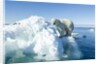 Polar Bear on Iceberg, Hudson Bay, Nunavut, Canada by Anonymous