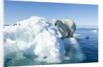 Polar Bear on Iceberg, Hudson Bay, Nunavut, Canada by Anonymous