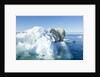 Polar Bear on Iceberg, Hudson Bay, Nunavut, Canada by Anonymous