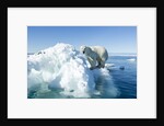 Polar Bear on Iceberg, Hudson Bay, Nunavut, Canada by Anonymous