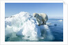 Polar Bear on Iceberg, Hudson Bay, Nunavut, Canada by Anonymous