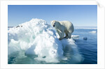 Polar Bear on Iceberg, Hudson Bay, Nunavut, Canada by Anonymous