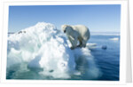 Polar Bear on Iceberg, Hudson Bay, Nunavut, Canada by Anonymous