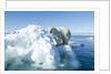 Polar Bear on Iceberg, Hudson Bay, Nunavut, Canada by Anonymous