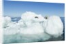 Polar Bear on Iceberg, Hudson Bay, Nunavut, Canada by Anonymous