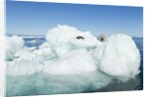 Polar Bear on Iceberg, Hudson Bay, Nunavut, Canada by Anonymous