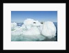 Polar Bear on Iceberg, Hudson Bay, Nunavut, Canada by Anonymous