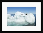 Polar Bear on Iceberg, Hudson Bay, Nunavut, Canada by Anonymous