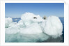 Polar Bear on Iceberg, Hudson Bay, Nunavut, Canada by Anonymous