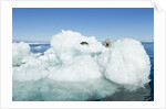 Polar Bear on Iceberg, Hudson Bay, Nunavut, Canada by Anonymous