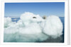 Polar Bear on Iceberg, Hudson Bay, Nunavut, Canada by Anonymous