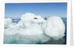 Polar Bear on Iceberg, Hudson Bay, Nunavut, Canada by Anonymous